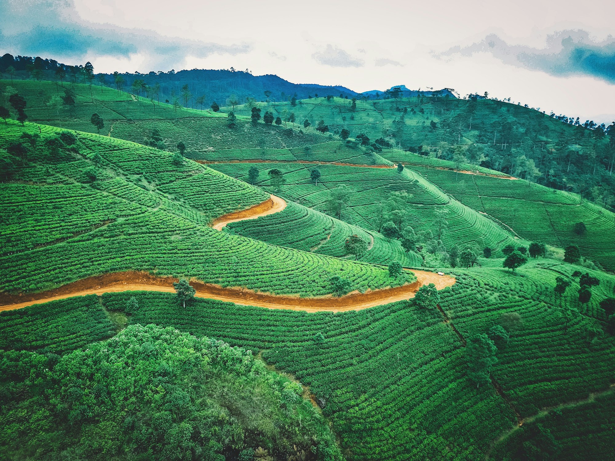 Terraced tea plantation with a winding red-earth path in the Sri Lankan hill country