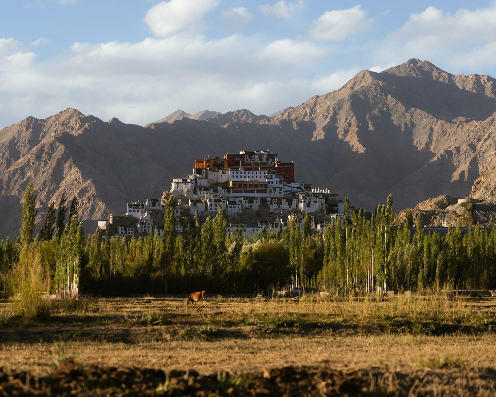 Thiksey Monastery rising above poplar trees in the Indus Valley, Ladakh