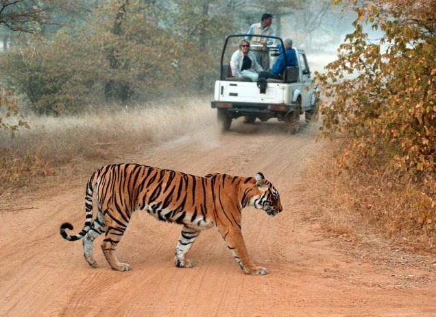 A safari jeep on a game drive in an Indian tiger reserve